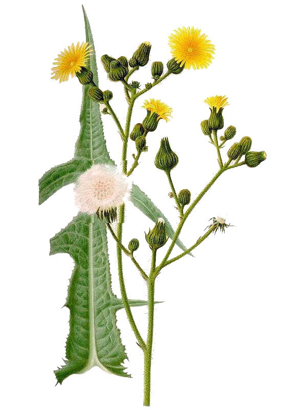 Sonchus palustris