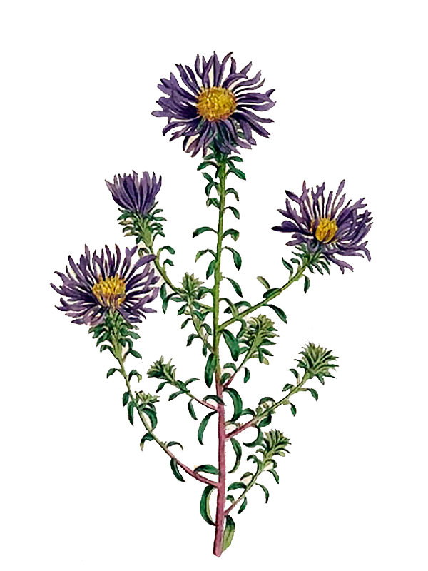 Symphyotrichum grandifolium