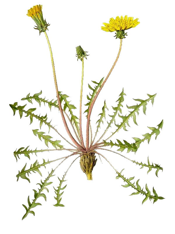 Taraxacum rubicundum