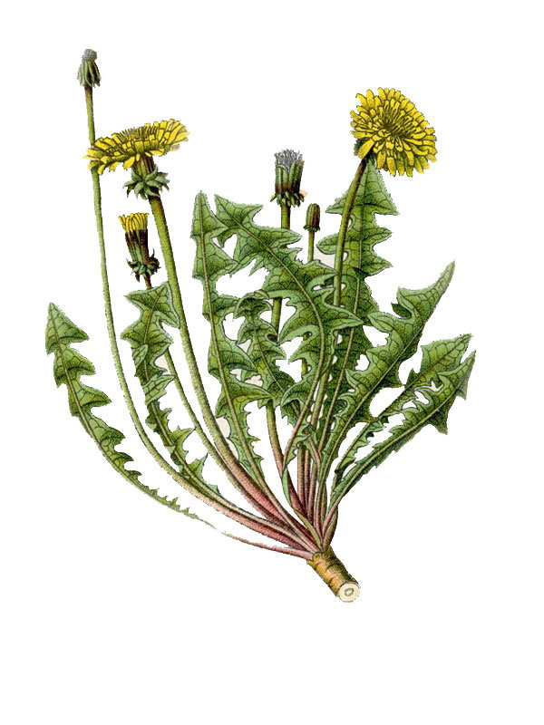 Taraxacum vulgare