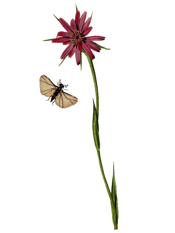 Tragopogon porrifolius