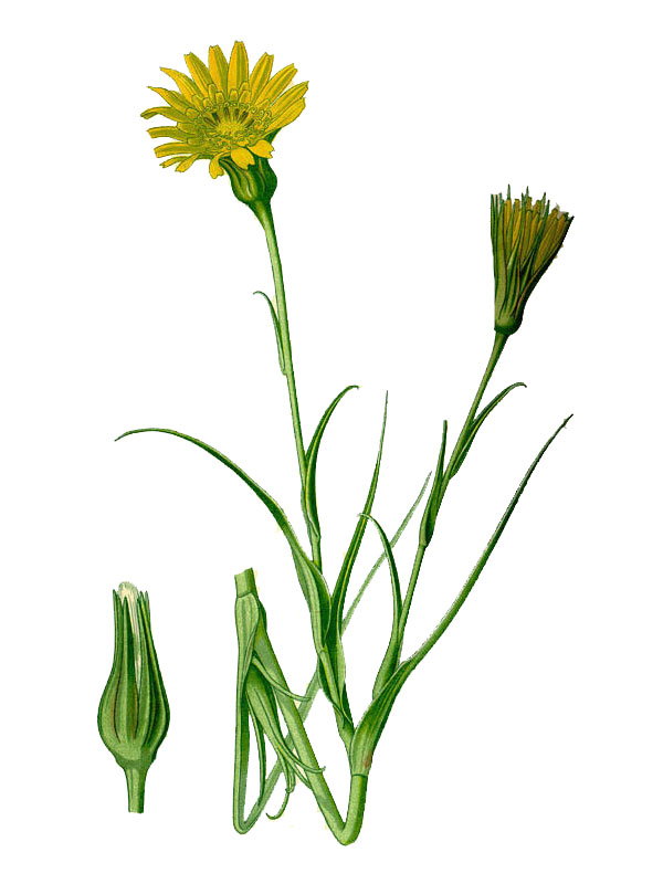 Tragopogon pratensis