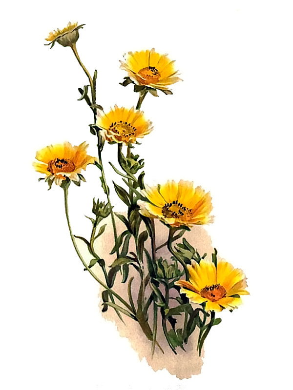 Tridax gaillardiodes