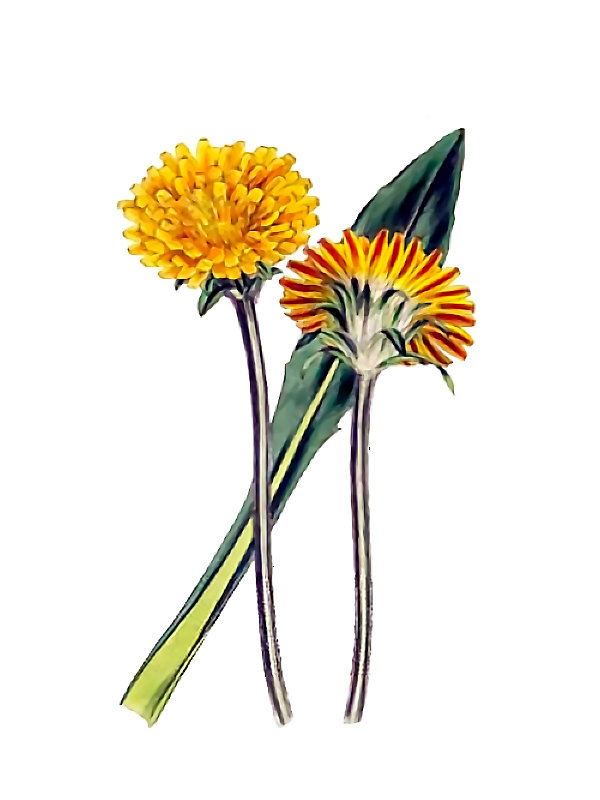 Troximon glaucum