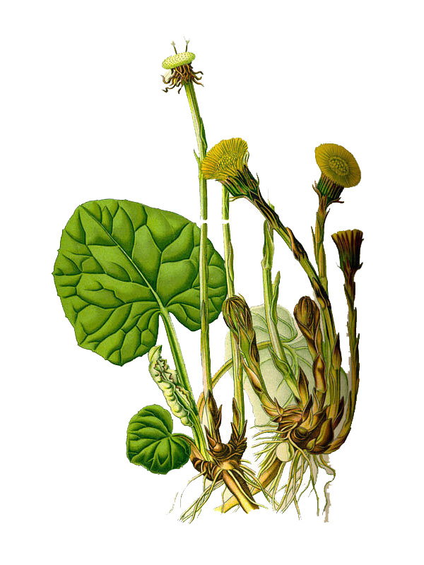 Tussilago farfara