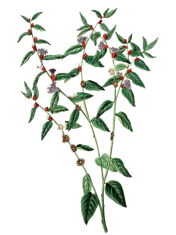 Vernonia axilliflora