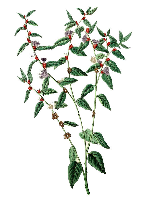 Vernonia cotoneaster