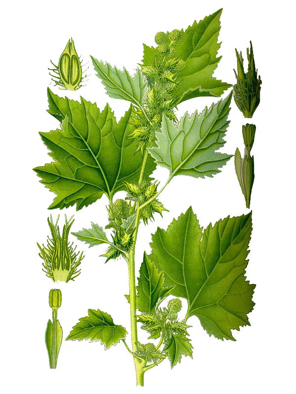 Xanthium strumarium