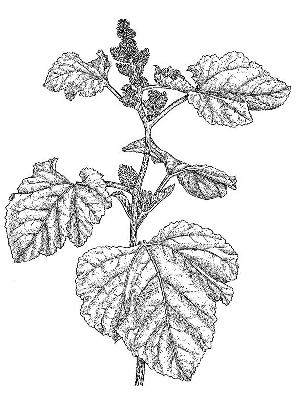 Xanthium strumarium