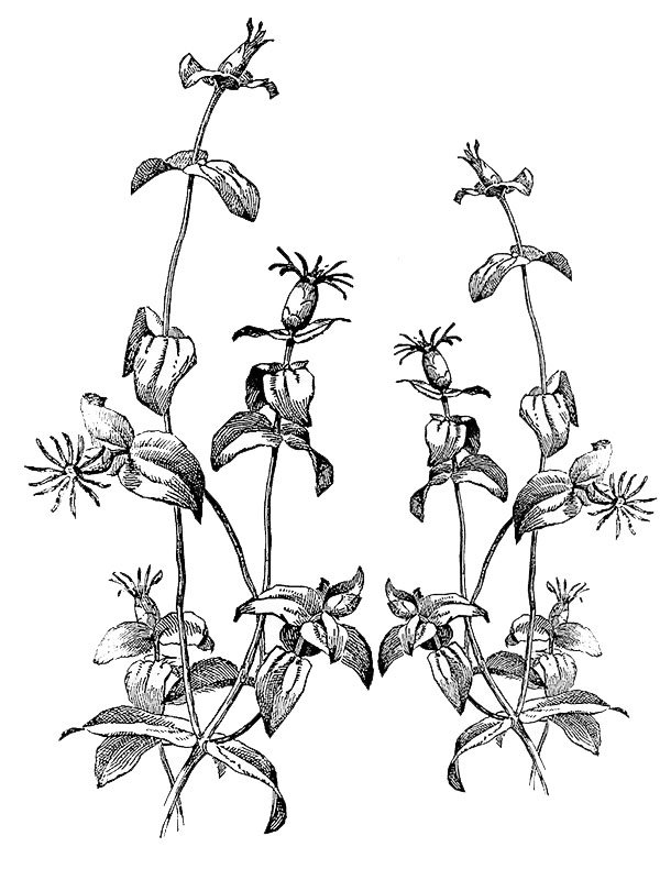Zinnia tenuiflora