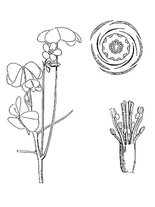 Oxalis corniculata