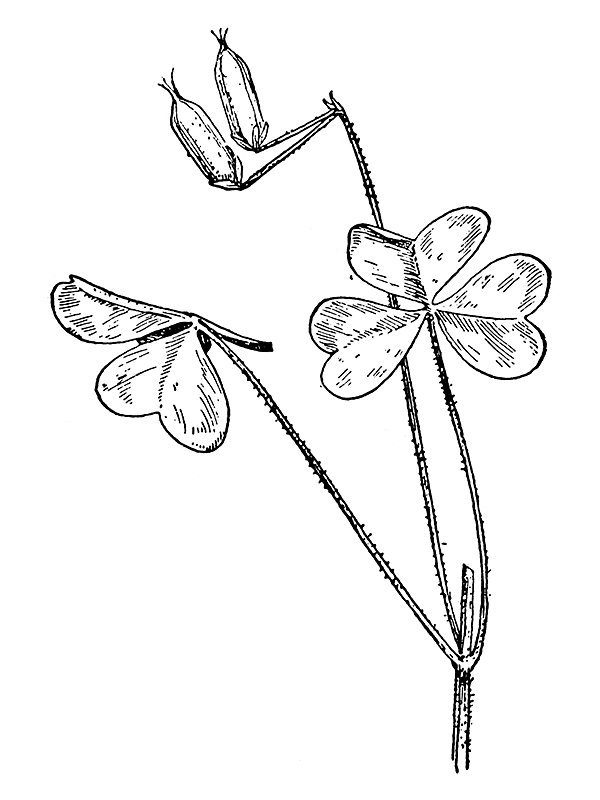 Oxalis filipes