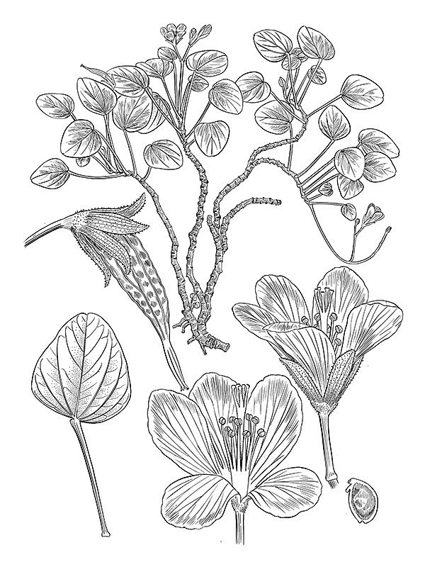 Oxalis simplicifolia