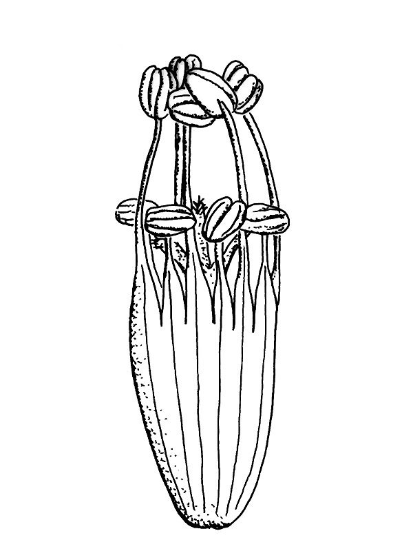 Oxalis vallicola