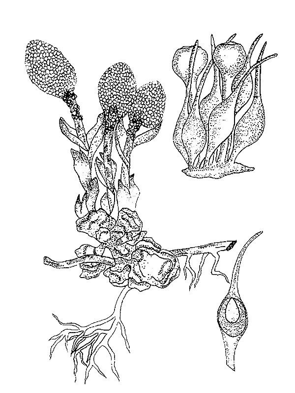 Balanophora abbreviata