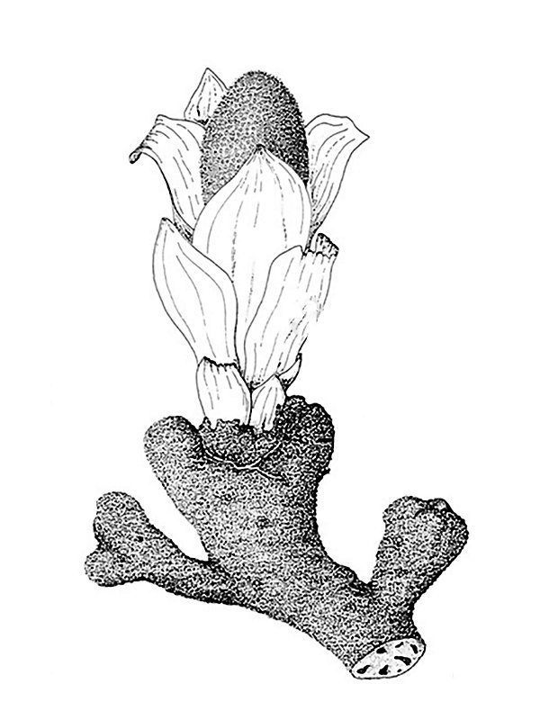 Balanophora elongata