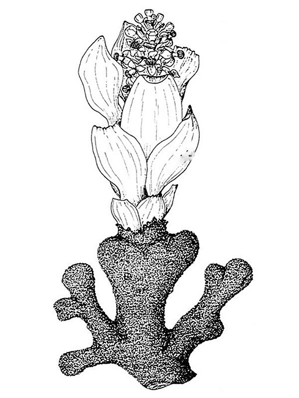 /Balanophora elongata