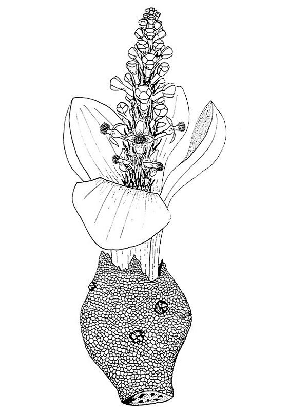 Balanophora papuana