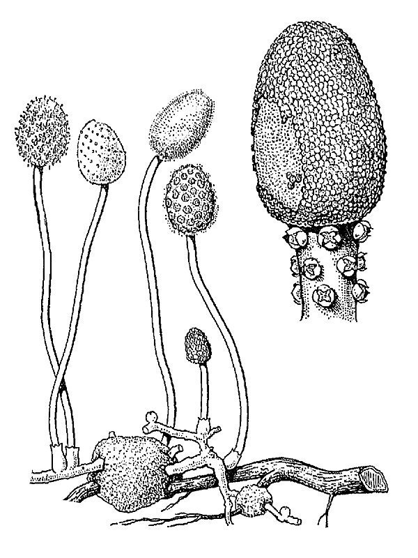 Helosis guayanensis