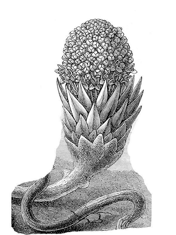 Langsdorffia hypogaea