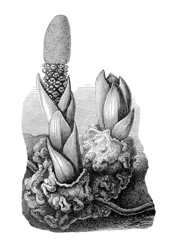 Scybalium fungiforme