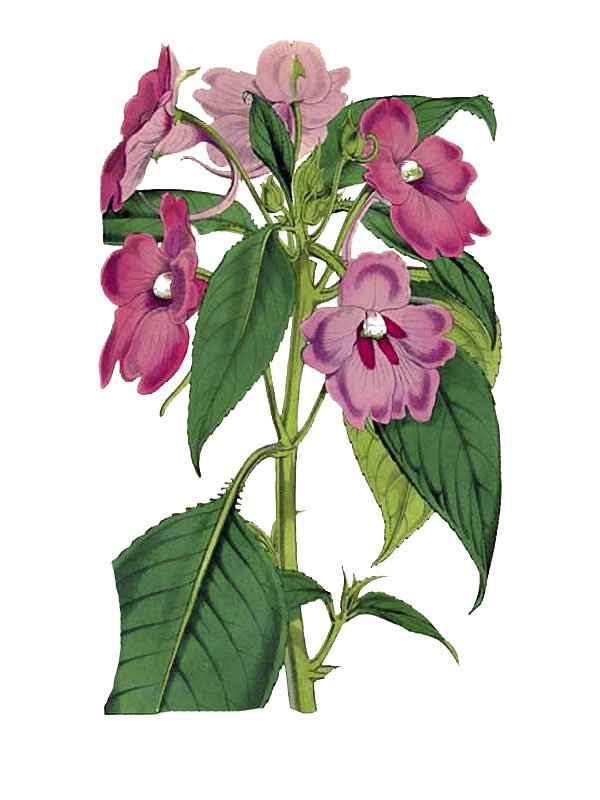 Impatiens pulcherrima