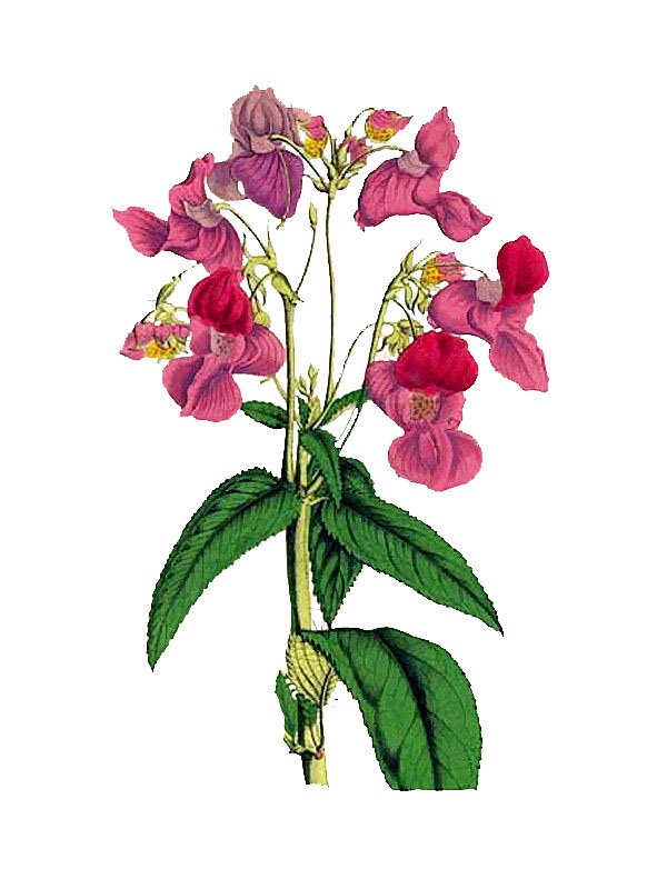 Impatiens roylei