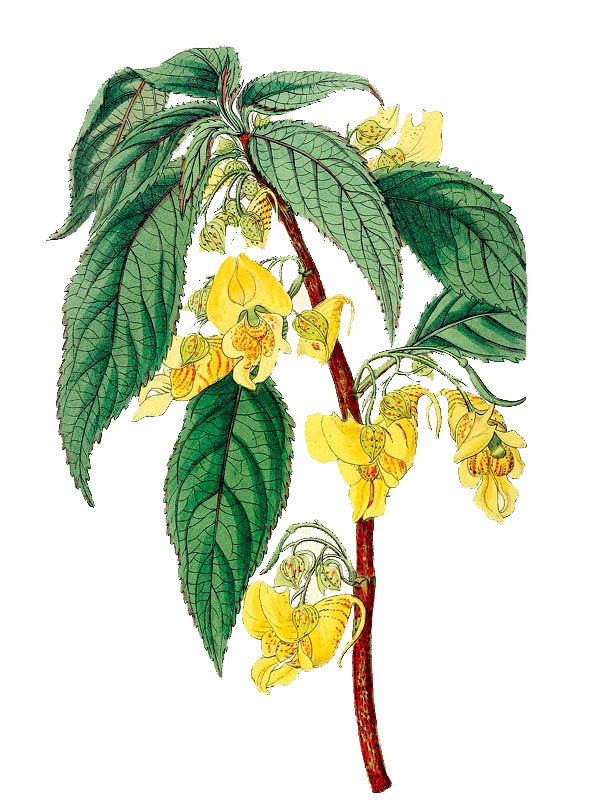 Impatiens scabrida