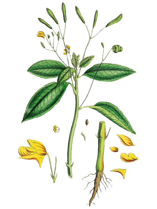 Impatiens parviflora