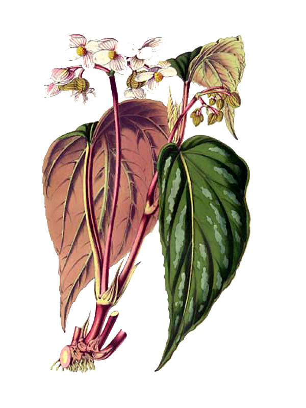 Begonia hatacoa