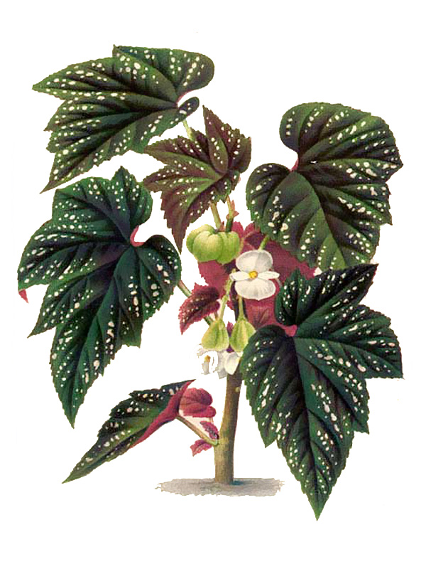 Begonia olbia