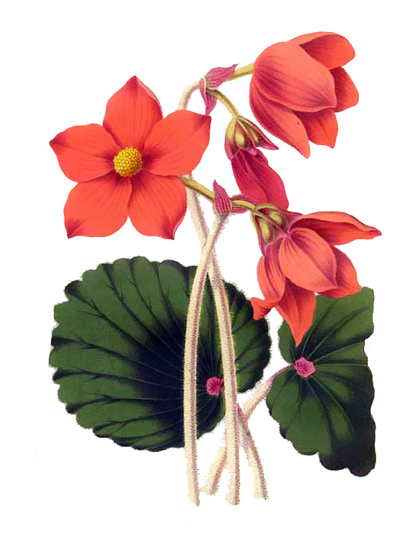 Begonia veitchi