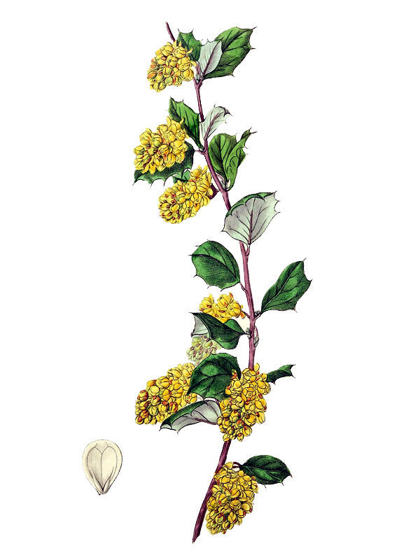 Berberis dealbata