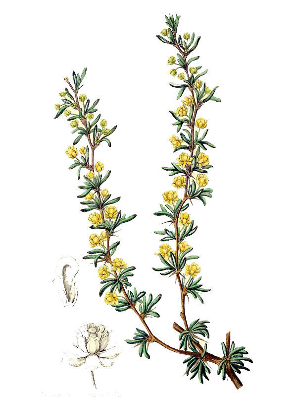 Berberis empetrifolia