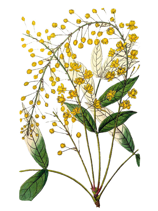 Berberis tenuifolia