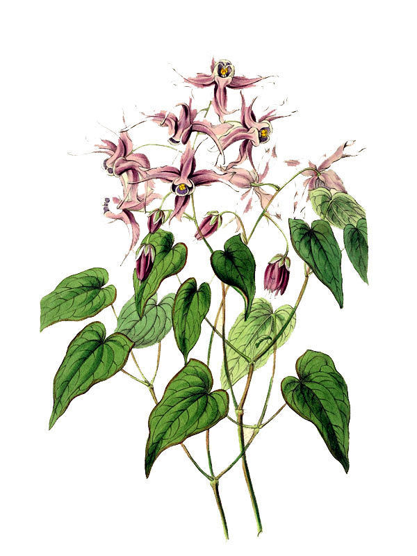 Epimedium violaceum