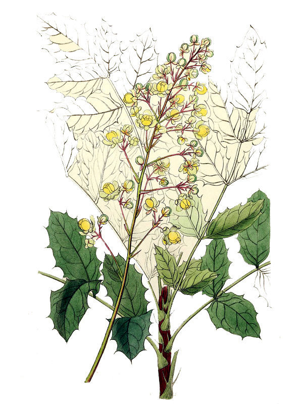 Mahonia pallida
