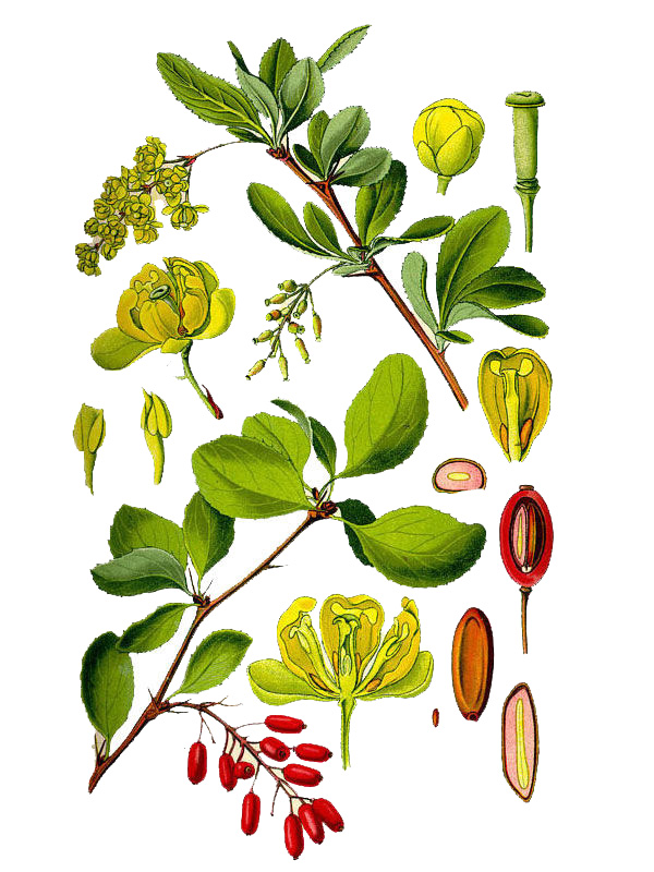 Berberis vulgaris