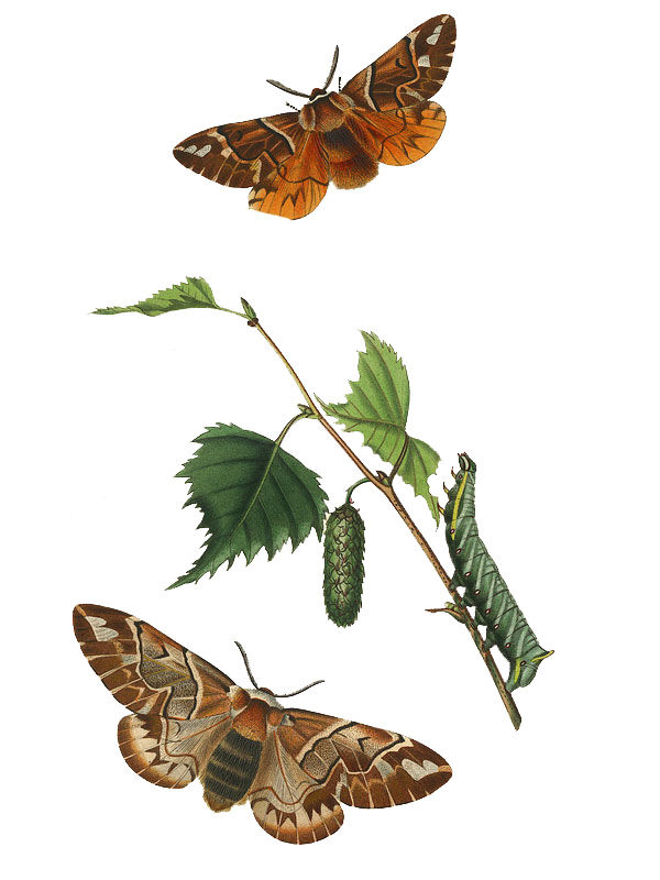 Betula pendula
