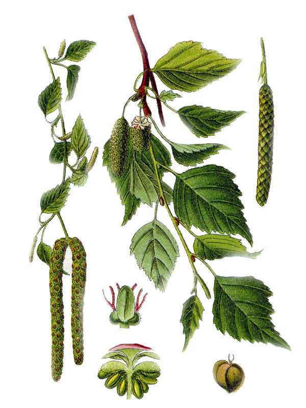 Betula verrucosa