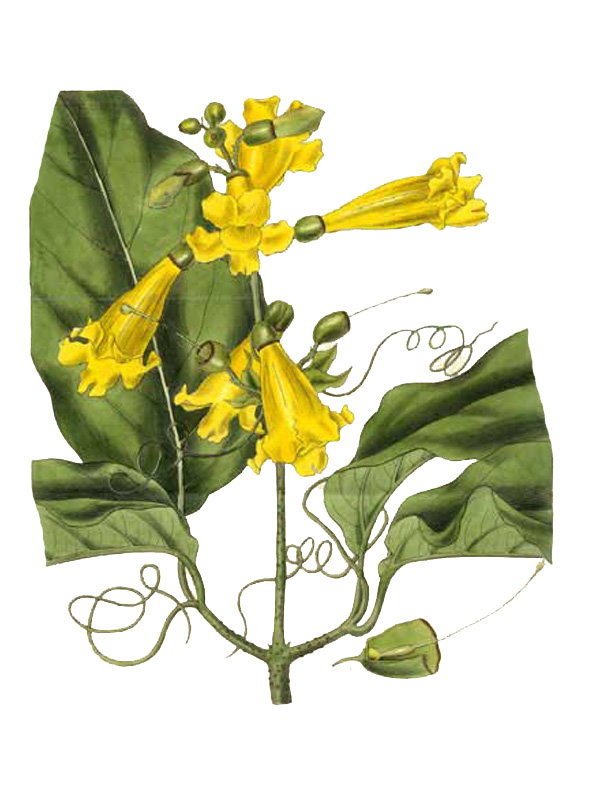 Anemopaegma grandifolium