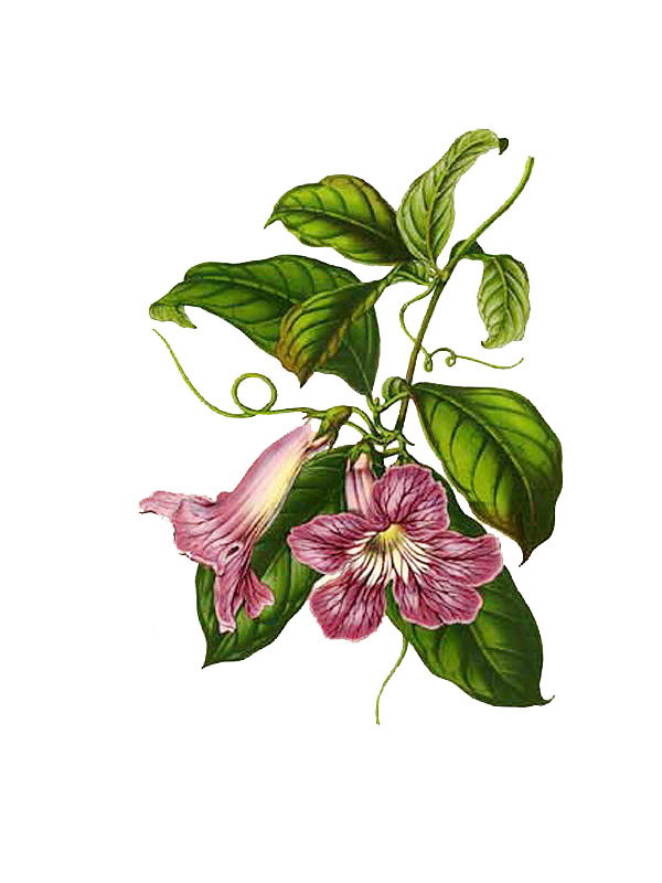 Bignonia speciosa