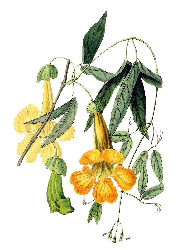 Bignonia unguis-cati
