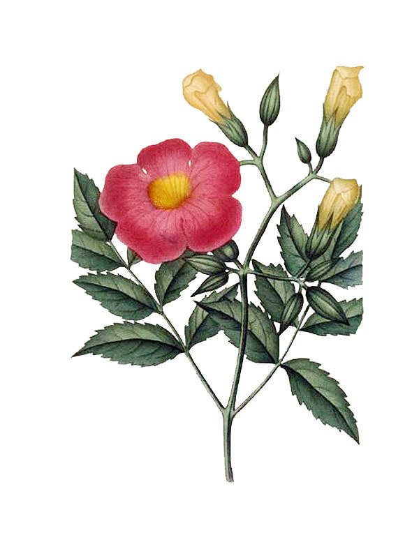 Campsis grandiflora