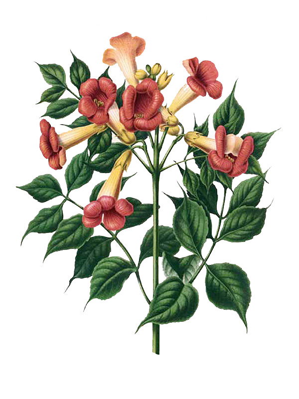 Campsis radicans