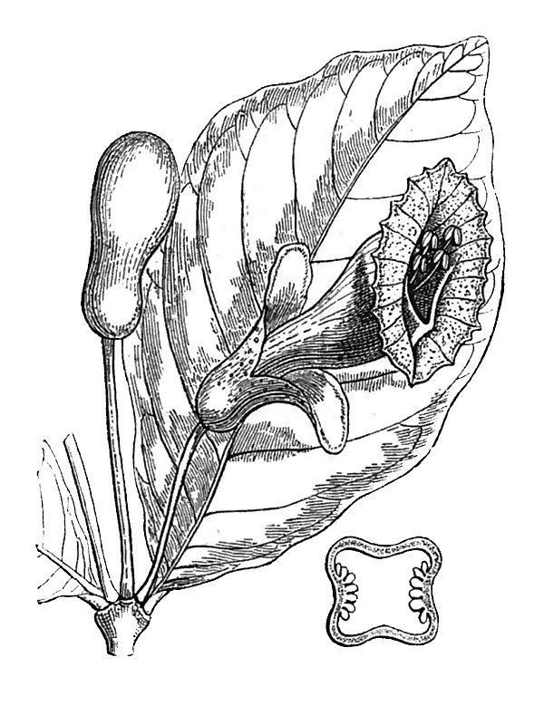 Crescentia obovata