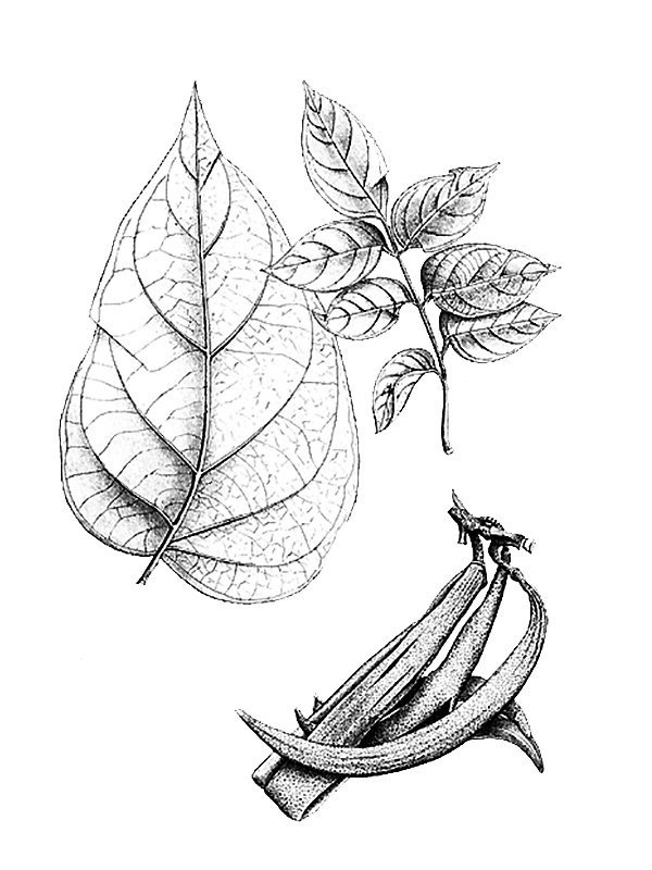 Dolichandrone longissima