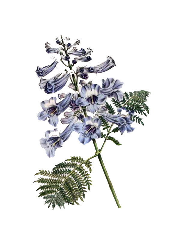 Jacaranda mimosifolia