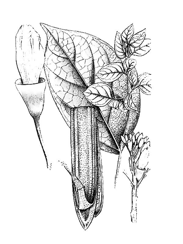 Oroxylum indicum