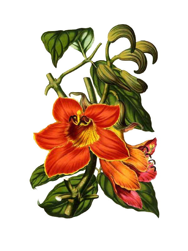 Sphatodea campanulata